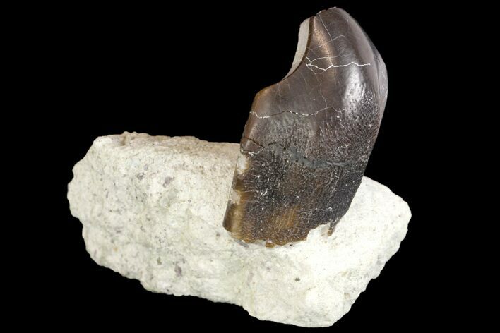 Juvenile Camarasaurus Tooth On Sandstone - Colorado #162478